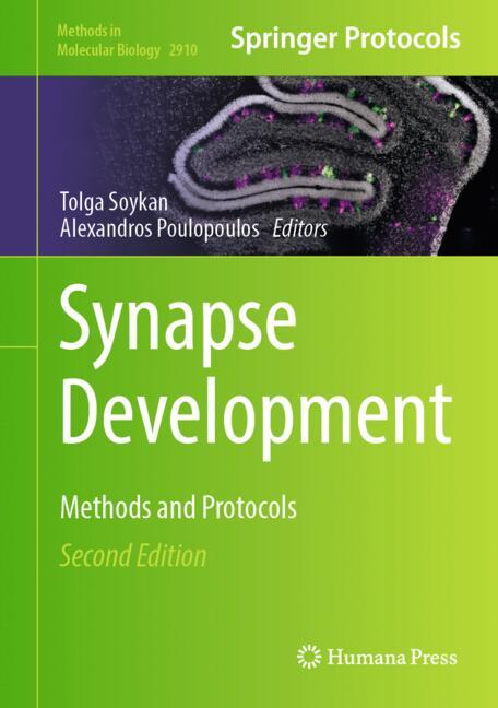 Synapse Development
