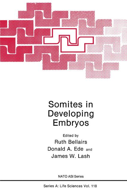 Somites In Developing Embryos