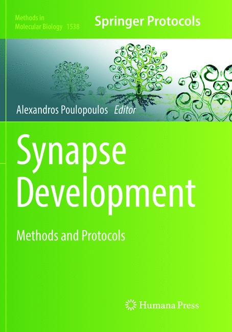 Synapse Development