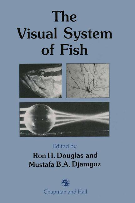 The Visual System O…